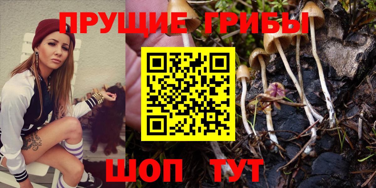 Галлюциногенные грибы Psilocybe Кимры
